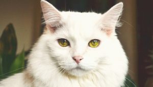 Soñar Con Un Gato Blanco