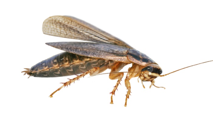 El Significado General De Ver Una Cucaracha En Un Sueño